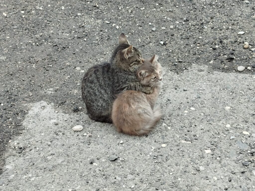 Котята Дагестана