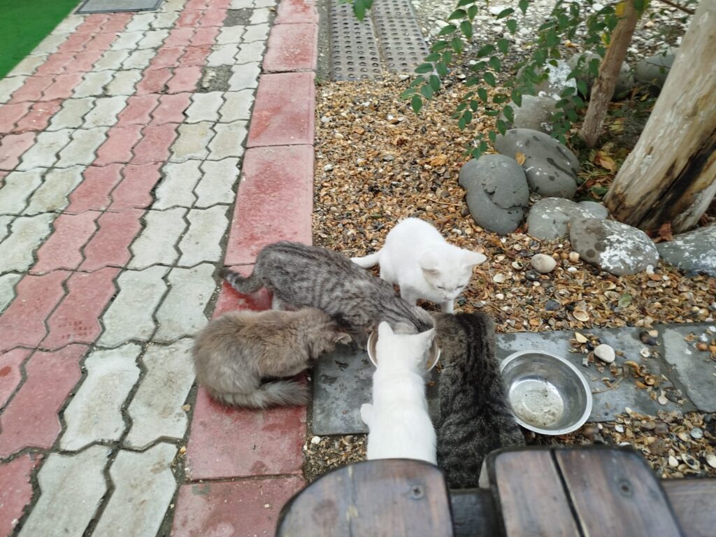 В Дагестане нас встретили котята